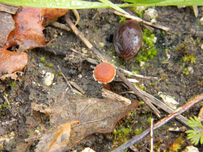 1909 Febbraio vecchio ritrovamento